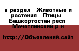  в раздел : Животные и растения » Птицы . Башкортостан респ.,Мечетлинский р-н